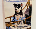 Bear Book #14 The Puppy Place Paperback by Ellen Miles