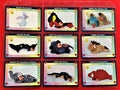 Beanie Baby (1998) Inaugural Edition Trading Cards - Choose One #55 to #111